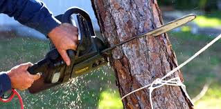 Best Tree Trimming and Pruning  in Winfield, AL