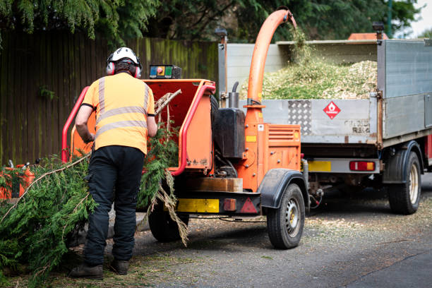 Best Storm Damage Tree Cleanup  in Winfield, AL
