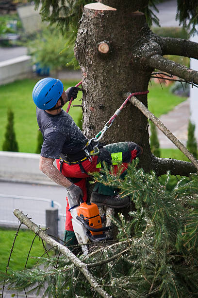 How Our Tree Care Process Works  in  Winfield, AL